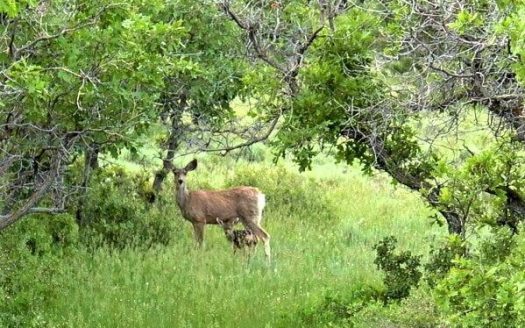 33 Gurley Lake Drive