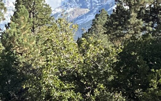 W 80 Piney Woods Way