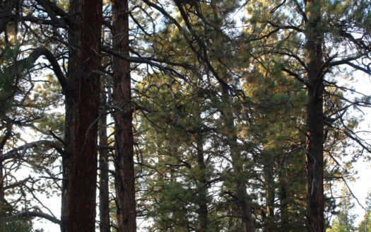 W 80 Piney Woods Way