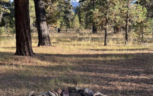 W 80 Piney Woods Way