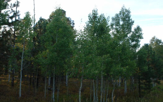 W 80 Piney Woods Way