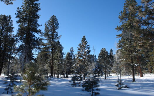 W 80 Piney Woods Way