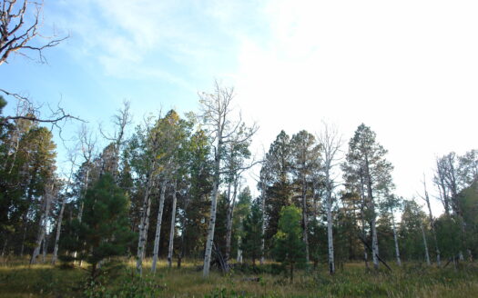 W 80 Piney Woods Way