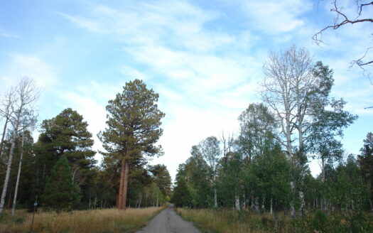 W 80 Piney Woods Way