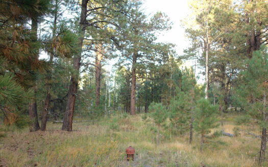 W 80 Piney Woods Way