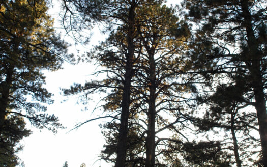 W 80 Piney Woods Way