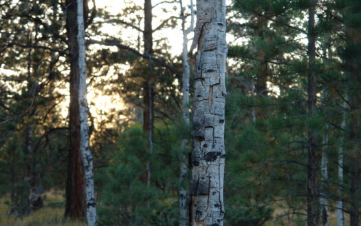 W 80 Piney Woods Way