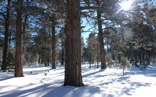 W 80 Piney Woods Way