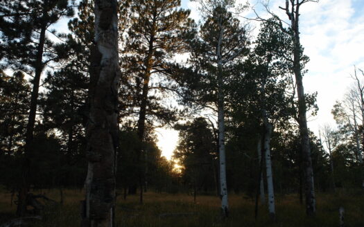 W 80 Piney Woods Way