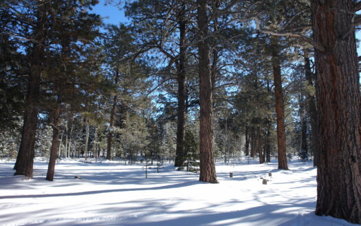 W 80 Piney Woods Way