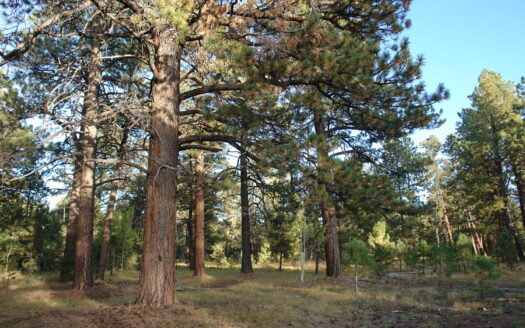 W 80 Piney Woods Way