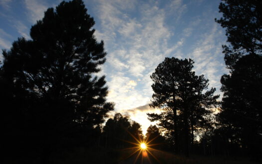 W 80 Piney Woods Way