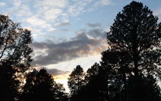 W 80 Piney Woods Way