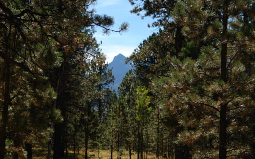 W 80 Piney Woods Way