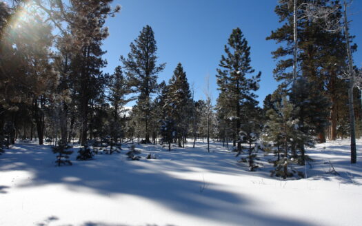 W 80 Piney Woods Way