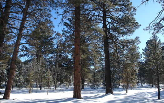 W 80 Piney Woods Way