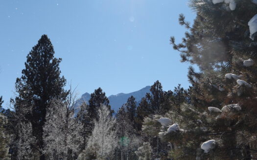 W 80 Piney Woods Way