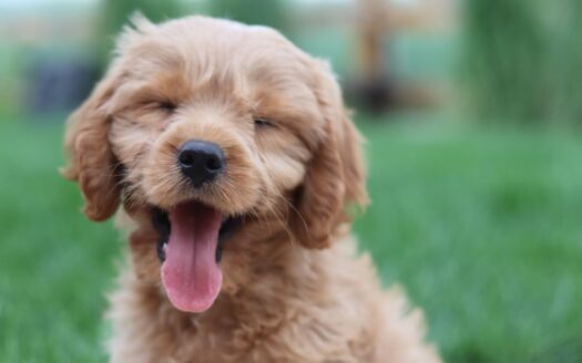 567 Mountain Village Boulevard