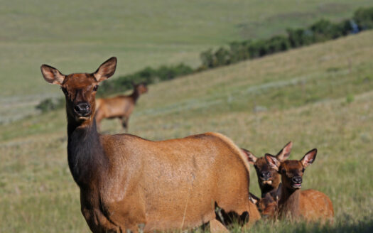 2728 Sound of Music Lane