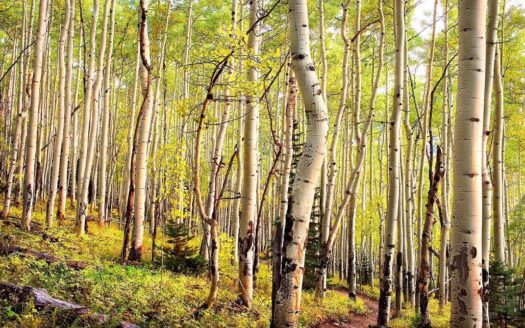 DRR Last Dollar Road