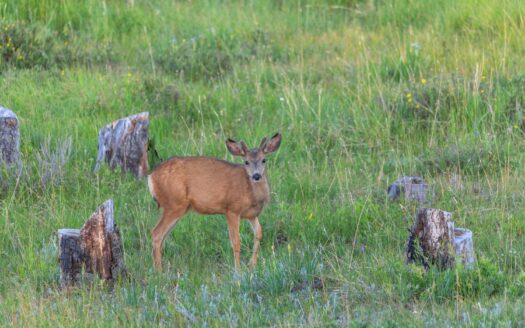 4234 Brown Ranch Road