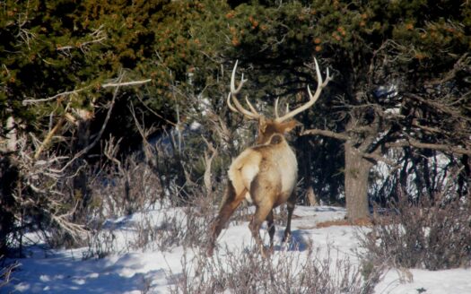 1535 N. Gurley Drive