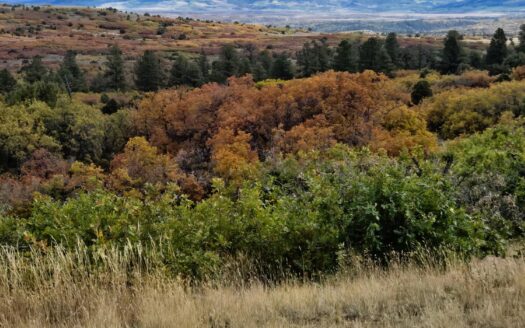 1535 N. Gurley Drive