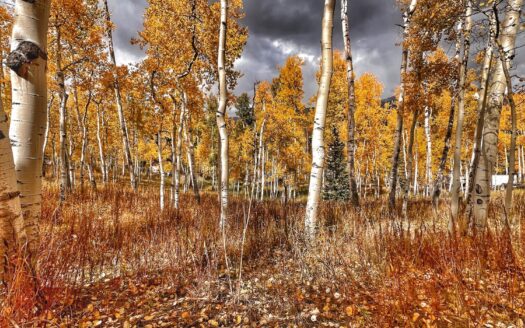 tbd Wapiti Road