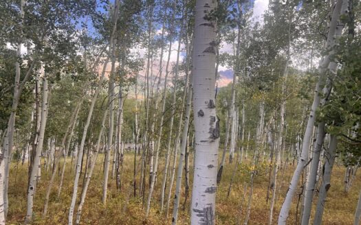 tbd Wapiti Road