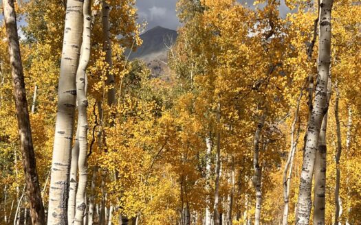 tbd Wapiti Road