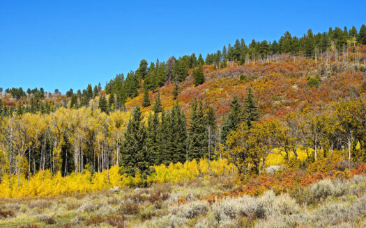 1250 McKenzie Springs Road