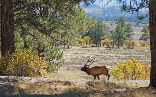 1250 McKenzie Springs Road