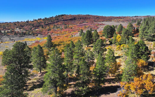 1250 McKenzie Springs Road