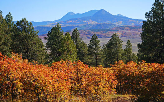 1250 McKenzie Springs Road