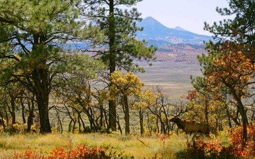 1250 McKenzie Springs Road