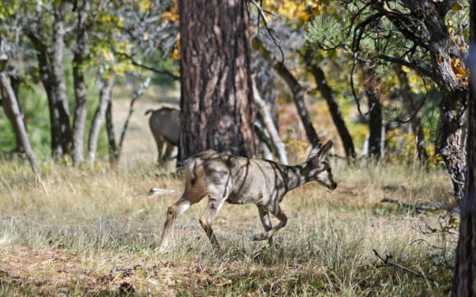 1250 McKenzie Springs Road