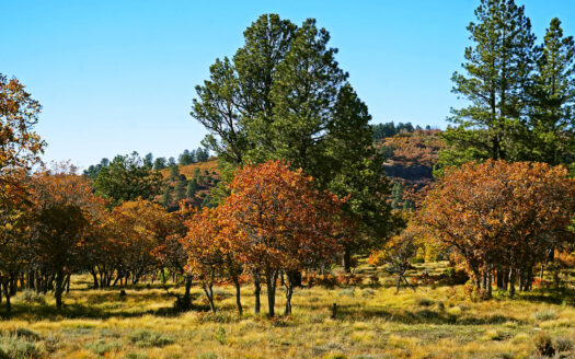 1250 McKenzie Springs Road