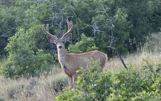 1250 McKenzie Springs Road