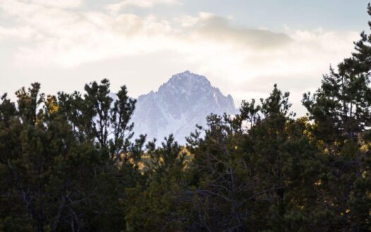 622 Bristlecone Drive