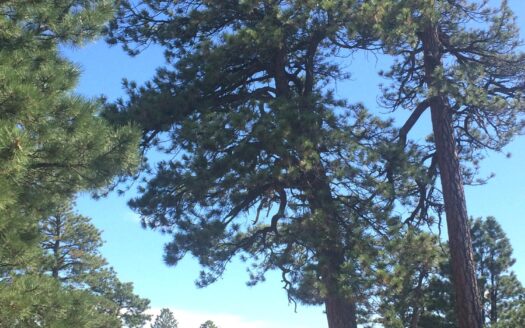 W 2A Beaver Pines Loop