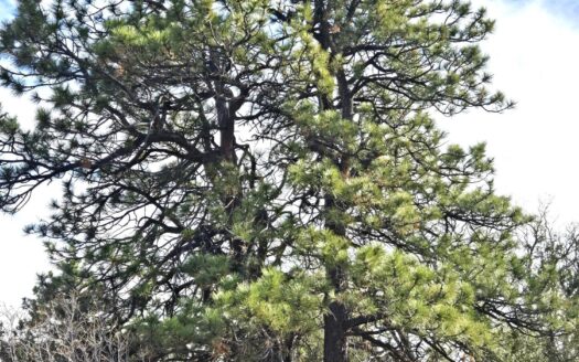 W 2A Beaver Pines Loop