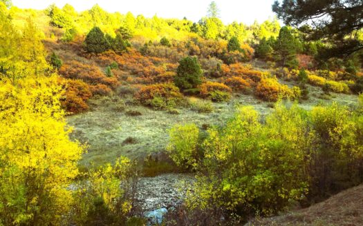 W 2A Beaver Pines Loop