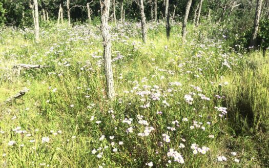 W 2A Beaver Pines Loop